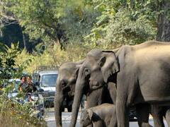 उत्तराखंड में बढ़ रहा हाथियों का कुनबा, लोगों के लिए मुसीबत का सबब, बढ़ रही हमले की घटना