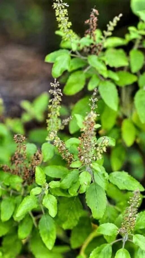 શિયાળામાં તુલસીના છોડનો આ રીતે રાખો ખ્યાલ