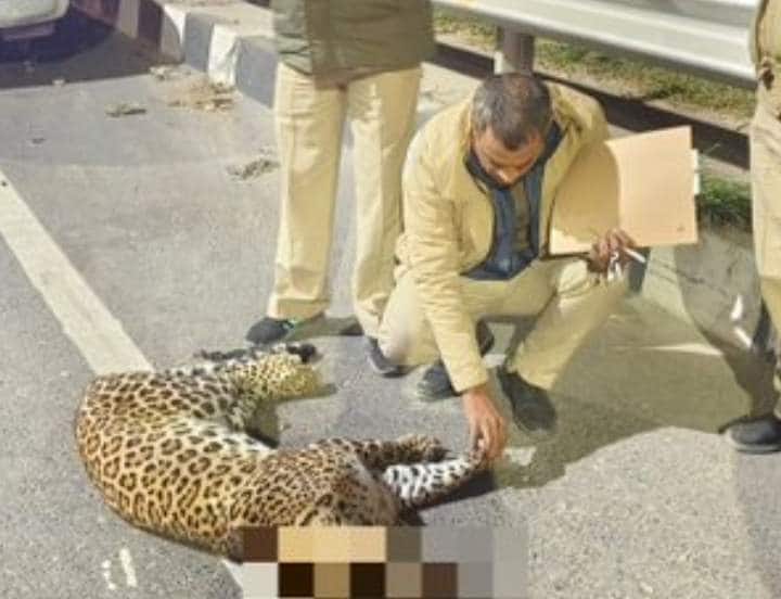 Leopard Found Dead in Delhi Leopard dead body found on NH 44 Burari-Mukhmelpur area after road accident Leopard Found Dead in Delhi: बुराड़ी-मुखमेलपुर में दिखा तेंदुआ सड़क हादसे का शिकार, NH 44 पर मिला शव 
