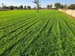 राजस्थान: नागौर के पान मेथी की महक अब विदेशों में भी फैल रही, किसानों ने शुरू की GI टैग देने की मांग