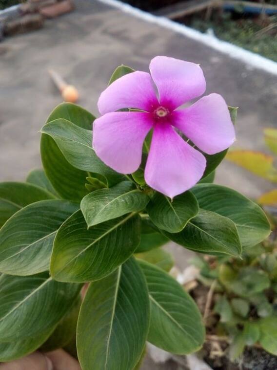 घर में लगा ये फूल डायबिटीज को देगा भगा