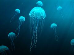 बिना दिमाग का होता है यह जीव, इसकी खोज से साइंस भी हो गया था हैरान