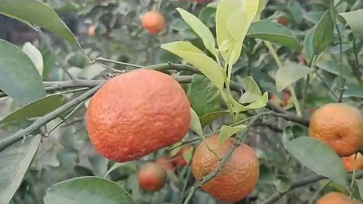 কীটনাশক হিসেবে দিয়েছে নিজের হাতে তৈরি ভেষজ কীটনাশক কোনও রকম রাসায়নিক কীটনাশক কিংবা সার এখনও ব্যবহার করেননি। আর তাতেই এমন ফল।