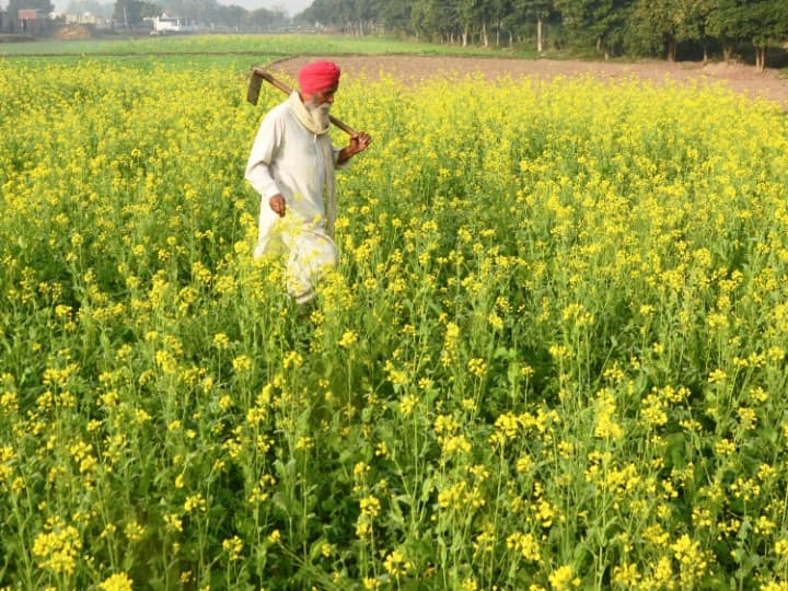 Farmers of Punjab have the highest debt in the country each one has an outstanding loan of Rs 2.52 lakh Punjab: पंजाब के किसानों पर देश में सबसे ज्यादा कर्ज, हर एक पर 2.52 लाख रुपए का कर्जा बकाया, दूसरें नंबर पर हरियाणा