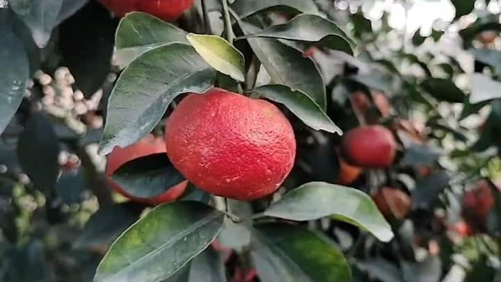এখন এক একটি গাছের উচ্চতা প্রায় ৭ ফুট। গত এপ্রিলের শুরুর দিকে ফুল আসতে শুরু করছিল শুরু হয়ে থাকে। নভেম্বরের দ্বিতীয় সপ্তাহ থেকে ফল পাকতে শুরু করে। আপাতত এক একটি গাছ থেকে প্রায় ২০-২৫ কেজি করে কমলা লেবু মিলছে