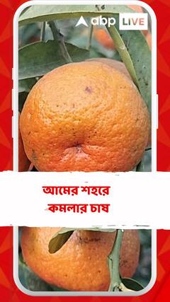 আমের শহরে মালদায় কমলার চাষ