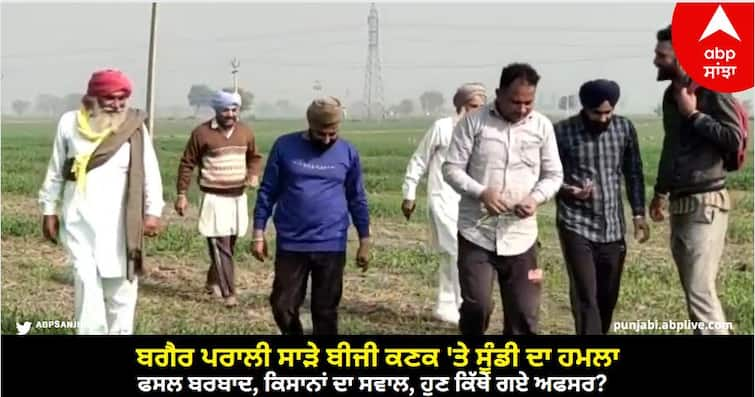 Weevil attack on wheat sown without stubble burning crop ruined farmers question where have the officers gone now know details Sangrur News: ਬਗੈਰ ਪਰਾਲੀ ਸਾੜੇ ਬੀਜੀ ਕਣਕ 'ਤੇ ਸੂੰਡੀ ਦਾ ਹਮਲਾ, ਫਸਲ ਬਰਬਾਦ, ਕਿਸਾਨਾਂ ਦਾ ਸਵਾਲ, ਹੁਣ ਕਿੱਥੇ ਗਏ ਅਫਸਰ?