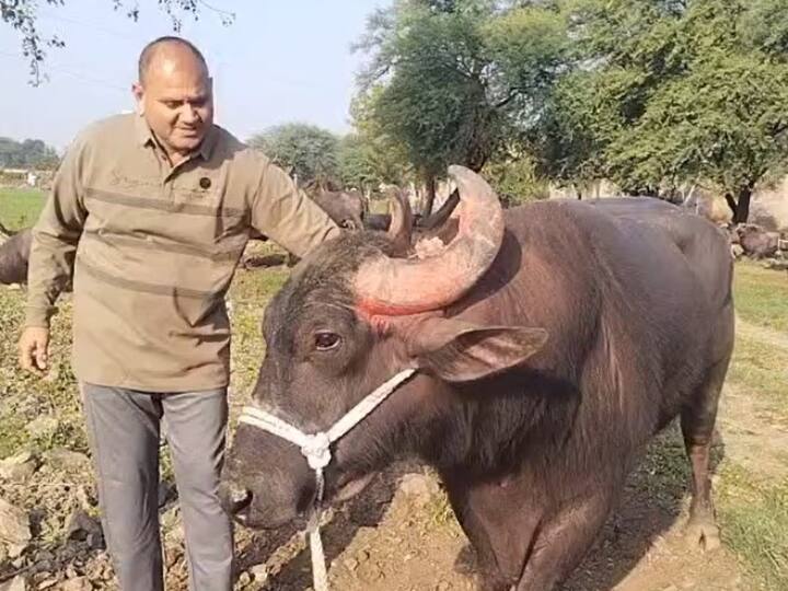 MP buffalo wrestling 400 kg Andhi defeated many buffalo in wrestling in Madhya Pradesh ANN MP News: मध्य प्रदेश में पाड़ा कुश्ती में 400 किलो के 'आंधी' ने चटाई धूल, बादाम का दूध पीकर उतरा था मैदान में
