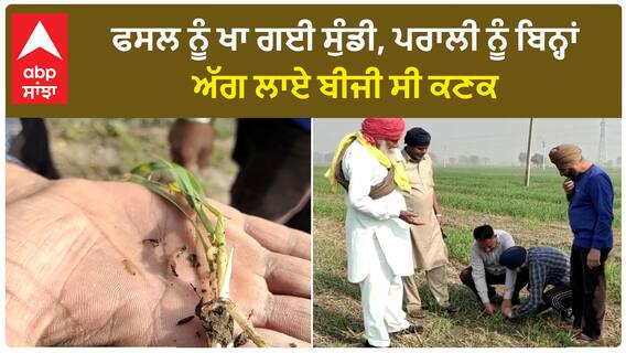 Lehragaga Kisan| ਫਸਲ ਨੂੰ ਖਾ ਗਈ ਸੁੰਡੀ, ਪਰਾਲੀ ਨੂੰ ਬਿਨ੍ਹਾਂ ਅੱਗ ਲਾਏ ਬੀਜੀ ਸੀ ਕਣਕ