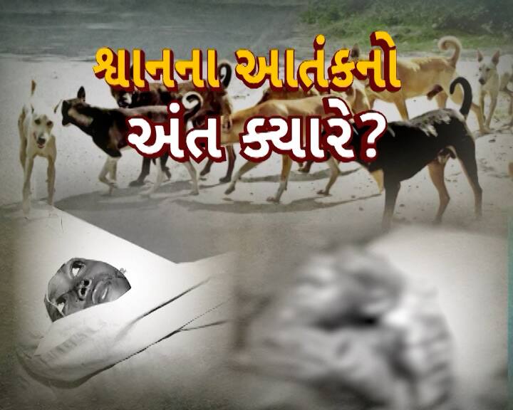 Stray dog attacks in Surat, Dwarka and Rajkot, children rushed to hospital after being attacked સુરત, દ્વારકા અને રાજકોટમાં રખડતા શ્વાનનો આતંક, બાળકો પર હુમલો કરતાં હોસ્પિટલ ખસેડાયા