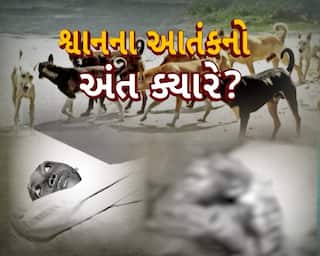 સુરત, દ્વારકા અને રાજકોટમાં રખડતા શ્વાનનો આતંક, બાળકો પર હુમલો કરતાં હોસ્પિટલ ખસેડાયા