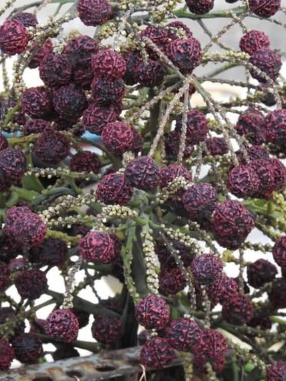 घर पर ऐसे लगाएं रुद्राक्ष का पौधा?