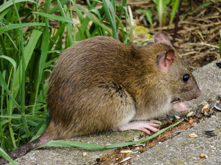 दरअसल, बर्न यूनिवर्सिटी में बिहेवियर इकोलॉजिस्ट माइकल टेबोर्स्की ने चूहों पर एक रिसर्च की. इस रिसर्च में पता चला कि जब चूहे मुसीबत में होते हैं तो वो दूसरे चूहों को मदद के लिए बुलाते हैं.