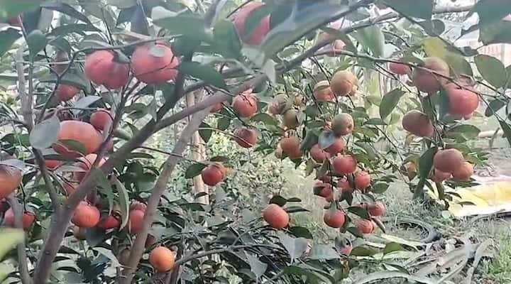 জেলা ব্যবসায়ী নেতা উজ্জ্বল সাহা এ প্রসঙ্গে বলেন, ‘খুব ভাল উদ্যোগ। জেলায় নতুন ফল ফলানো সত্যিই আনন্দের। জেলা উদ্যান পালন দফতর পাশে রয়েছে।’