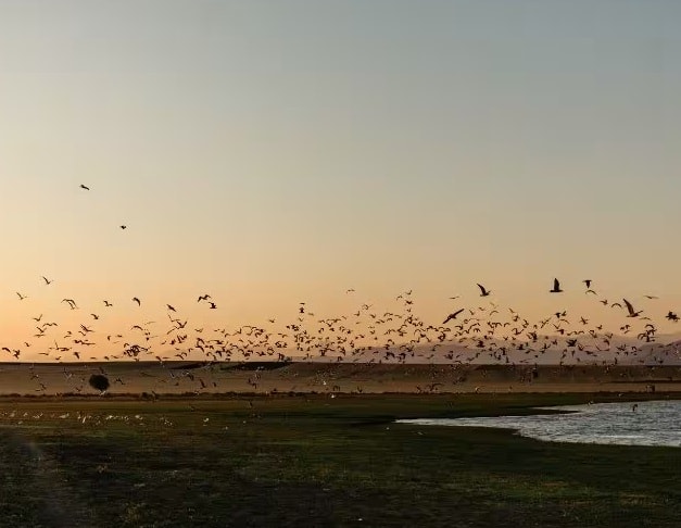 પ્રવાસી પક્ષીઓ શિયાળા દરમિયાન લાંબા અંતરની મુસાફરી કરે છે. આ માટે ઘણા કારણો જવાબદાર છે. ચાલો એક પછી એક સમજીએ.