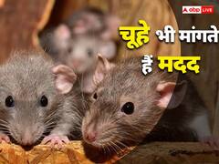 इंसानों की तरह चूहे भी मांगते हैं एक दूसरे से मदद, जानिए कैसे देते हैं संकेत