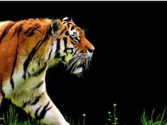 Kerala: Forest Dept Begins Operation To Shoot And Kill Man-Eating Tiger In Wayanad