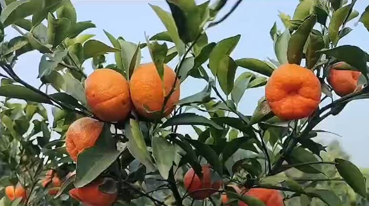 দীপক রাজবংশী জানিয়েছেন, আপাতত বিক্রি তিনি করবেন না। আকারে বাড়িয়ে তবেই বিক্রির ব্যাপারে ভাববেন বলে জানিয়েছেন।