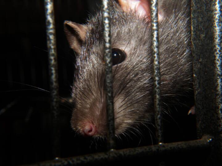 आपको जानकर हैरानी होगी कि वैज्ञानिकों ने इंसान के दिमाग का एक हिस्सा चूहों में लगाया था और इसमें कामयाबी भी मिली. खास बात ये थी कि चूहे के शरीर में जो दिमाग लगाया गया था वो किसी जीवित या मृत इंसान का नहीं है, बल्कि इसे प्रयोगशाला में तैयार किया गया था.