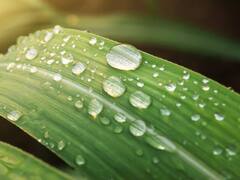 सर्दियों के दिनों में क्यों बनता कोहरा , कोहरे और धुँध में क्या अंतर