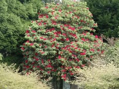 Uttarakhand : उत्तराखंडमध्ये आढळणाऱ्या या विशेष फुलांपासून तयार होतात अनेक गोष्टी, जाणून घ्या सविस्तर