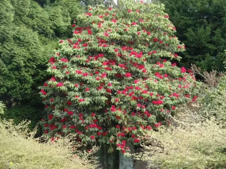 बर्नशच्या फुलांपासून जॅम, स्क्वॅश, जेली आणि डेकोक्शन देखील बनवले जातात.