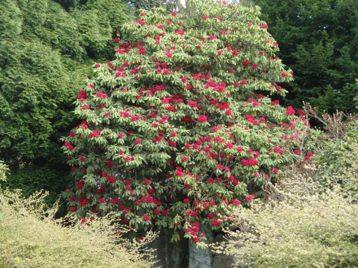 बुरांश को वन अधिनियम 1974 में संरक्षित वृक्ष घोषित किया गया है. क्योंकि इसकी लकड़ियां बहुत मूल्यवान होती है. बुरांश की एरिकेसिई फैमिली के 300 प्रजातियों में से एक है।
