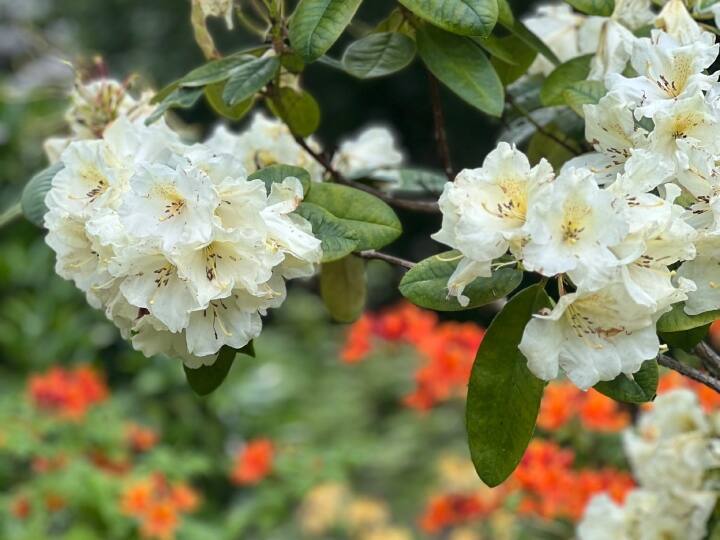वहीं सफेद बुरांश जहरीला होता है. सफेद बुरांश के फूलों के जूस को पीने योग्य नहीं माना जाता है. सफेद बुरांश के फूलों के साथ ही इसकी पत्तियां जैविक खाद बनाने के लिए काम में लाई जाती हैं.