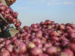 अब आलू और प्याज महंगे होंगे या सस्ते? मंडियों के भाव इस तरफ कर रहे हैं इशारा