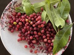 औषधीय गुणों से भरपूर है यह जंगली फल, क्या हैं इसके फायदे