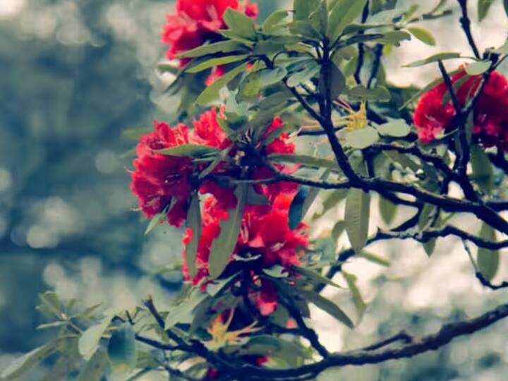 बर्नशमध्ये अनेक औषधी गुणधर्म आढळतात. बुरांशमध्ये अँटीऑक्सिडंट, अँटीडायरिया आणि अँटी-डायबेटिक गुणधर्म आढळतात. हा रस हृदयरोगी, मूत्रपिंड, यकृत आणि रक्तपेशी वाढवण्यासाठी वापरला जातो.