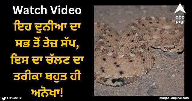 world fastest snake sidewinder snake see twitter viral video Viral Video: ਇਹ ਦੁਨੀਆ ਦਾ ਸਭ ਤੋਂ ਤੇਜ਼ ਸੱਪ, ਇਸ ਦਾ ਚੱਲਣ ਦਾ ਤਰੀਕਾ ਬਹੁਤ ਹੀ ਅਨੋਖਾ!