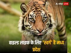 जंगल का 'किंग' बना मध्य प्रदेश, टागिर सहित इन जानवरों के स्टेट का मिला दर्जा