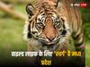 MP Wildlife: जंगल का 'किंग' बना मध्य प्रदेश, टाइगर सहित इन जानवरों के स्टेट का मिला दर्जा