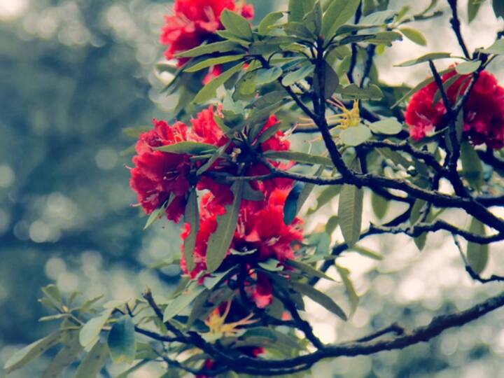 बुरांश में कई औषधीय गुण पाए जाते हैं. बुरांश में एंटीऑक्सीडेंट, एंटीडायरिल और एंटी डाइबिटिक गुण पाये जाते हैं. इस जूस का उपयोग हृदय रोगी, किडनी, लीवर, रक्त कोशिकाओं को बढ़ाने के लिए किया जाता है.