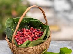 औषधीय गुणों से भरपूर है यह जंगली फल, क्या हैं इसके फायदे