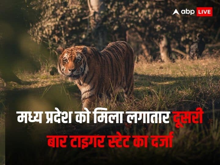 MP is lord of Tiger MP Became tiger state for second consecutive time ANN MP: मध्य प्रदेश को मिला लगातार दूसरी बार टाइगर स्टेट का दर्जा, जानें बाघों की संख्या?