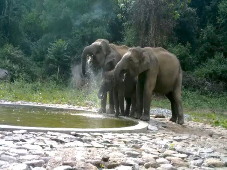 Hogenakkal Forest Reservee Kovilpallam area elephants enjoy drinking water and bathing in a newly constructed pond every day TNN குளத்தில் தினமும் குடித்து, குளித்து மகிழும் யானை கூட்டங்கள் - கேமராவில் பதிவான அழகிய காட்சிகள்