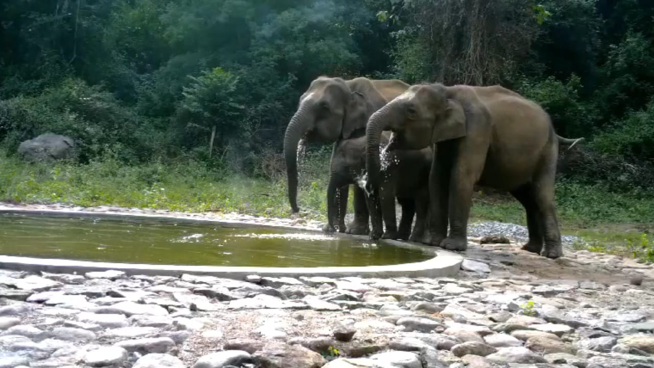 குளத்தில் தினமும் குடித்து, குளித்து மகிழும் யானை கூட்டங்கள் - கேமராவில் பதிவான அழகிய காட்சிகள்