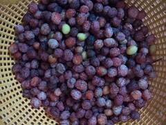 औषधीय गुणों से भरपूर है यह जंगली फल, क्या हैं इसके फायदे