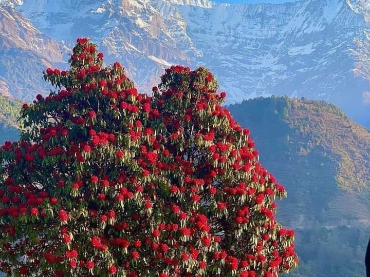 हिमालयी क्षेत्रों में 1500 से 4000 मीटर की ऊंचाई पर बुरांश का पेड़ पाया जाता है. बुरांश के फूलों की बात करें तो ये सिर्फ लाल रंग का नहीं होता है. बल्कि ये कई रंगों में पाया जाता है. लेकिन उत्तराखंड में ये लाल और सफेद रंगों में पाया जाता है.