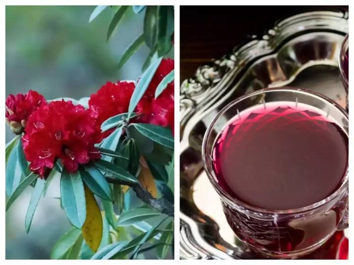 बुरांश के फूलों से जैम, स्क्वास, जेली तथा काढ़ा भी बनाया जाता है. जबकि लकड़ी का प्रयोग ईधन, फर्नीचर और कृषि उपकरण बनाने के लिए किया जाता है. वर्तमान में बुरांश पहाड़ों पर लोगों के लिए रोजगार का एक जरिया बन रहा है.