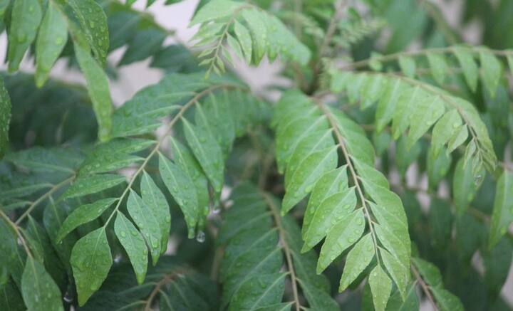 ঘুম থেকে কী খেয়ে দিন শুরু করা উচিত, তা নিয়ে হাজারো তথ্য রয়েছে হাতের কাছে। কিন্তু সবুজ কারিপাতা খেয়ে দিন শুরুর কথা শুনেছেন কি?