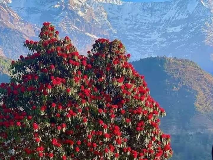 तर पांढरा बर्च विषारी आहे. पांढऱ्या बुरशीच्या फुलांचा रस पिण्यास योग्य मानला जात नाही. पांढऱ्या बुरांशच्या फुलांसोबतच त्याची पाने सेंद्रिय खत बनवण्यासाठी वापरली जातात.