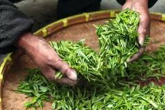 Tea: ਕੀ ਘਰ ‘ਚ ਉਗਾ ਸਕਦੇ ਚਾਹਪੱਤੀ, ਬਾਹਰ ਤੋਂ ਖਰੀਦਣ ਦੀ ਟੈਂਸ਼ਨ ਖ਼ਤਮ