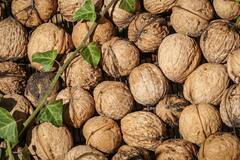 Benefits Of Walnuts : 'या' लोकांनी अक्रोड कधीही खाऊ नये; शरीरावर मोठे दुष्परिमाण होतात.