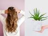 Aloe Vera For Hair : 5 வகையான தலைமுடி பிரச்சினைகளை போக்க கற்றாழை ஒன்றே போதும்!