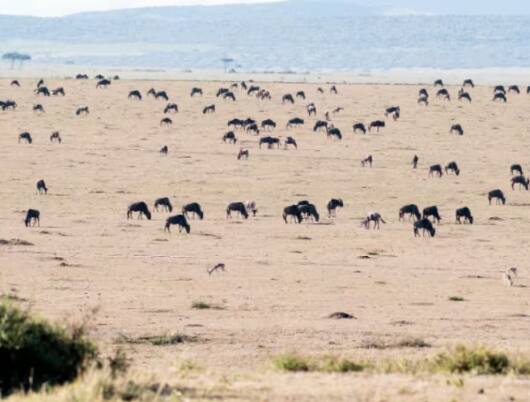 visa-free-entry-in-kenya-for-indian-citizens-now-tourist-can-visit-maasai-mara-national-reserve-easily Visa Free: ਭਾਰਤੀ ਸੈਲਾਨੀਆਂ ਲਈ ਇਕ ਹੋਰ ਖੁਸ਼ਖਬਰੀ, ਹੁਣ ਕੀਨੀਆ 'ਚ ਹੋਵੇਗੀ ਵੀਜ਼ਾ ਫ੍ਰੀ ਐਂਟਰੀ