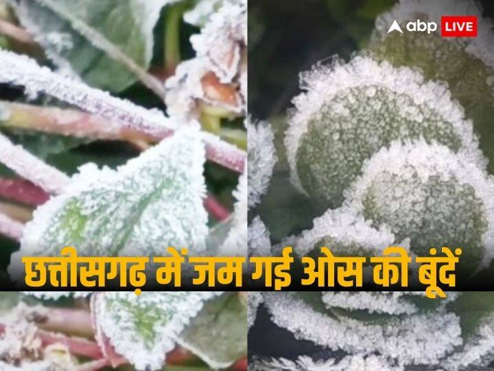 Chhattisgarh Weather Update Temperature Drop and dew drops freeze in Mainpat cold likely to increase ANN Chhattisgarh News: छत्तीसगढ़ के तापमान में गिरावट का दौर जारी, मैनपाट में जम गईं ओस की बूंदें, ठंड बढ़ने के आसार