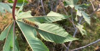 Another calamity on the farmers of Banaskantha, crop damage due to cutworm બનાસકાંઠાના ખેડૂતો પર વધુ એક આફત, કાતરા જીવાત પડતા પાકને નુકસાન